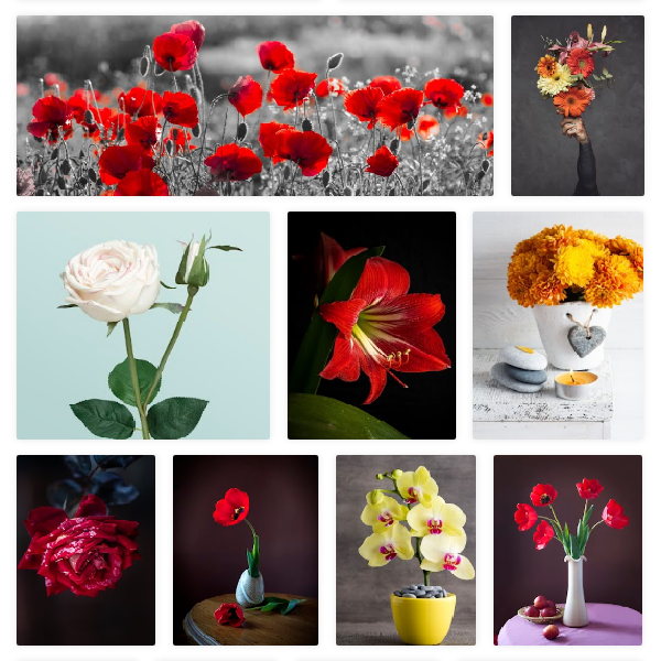 Flores e Plantas